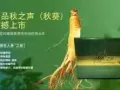各种情趣，伟哥，延时喷剂