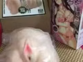 $$$$$新加坡爱酷情趣用品，伟哥，催情女用，毓婷，计生用品$@@@