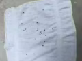 灭虫专家- 免费询问，顾问-老鼠，蚊子，蟑螂，白蚁，蜜蜂