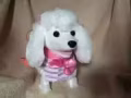 电动宠物狗