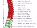 正规按摩中式指压