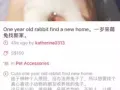 一岁呆萌兔兔找新家