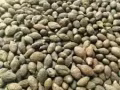 代出售胖大海