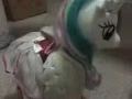小马宝莉My little ponny+套裙鞋头冠-替代玩具熊好的伴侣