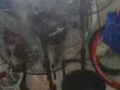 处理闲置电风扇，电脑打印机等等