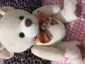 玩偶 小熊10新币 
