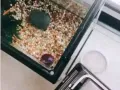 Betta Fish and Accessories