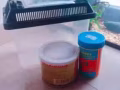 Betta Fish and Accessories