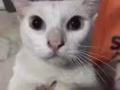 可愛貓咪