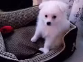 可爱的纯种银狐宝宝找新家