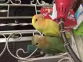 有家养小鹦鹉出售