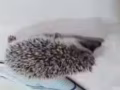 刺蝟 4個星期大