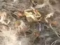 專業 漁網 螃蟹網 地籠  充氣船  撒網 