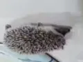 刺猬小,baby