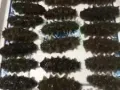纯东北海参各种海鲜干类