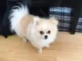 FREE Adoption For Rare Pomeranian Male 