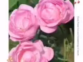 蔻賽玫瑰水光肌底噴霧