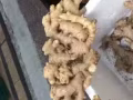 100%纯正文冬姜/姜茶/ 姜粉/ 姜片 - 祛风除湿 舒缓手脚麻痹 促进血液循