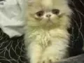 6个月大波斯小猫 找户大户人家接手