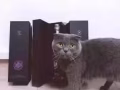 法國羅斯柴爾家族玫瑰香檳轉手