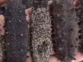 特级海参专卖