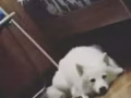 出售一隻一年大的母銀狐犬