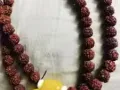 本人有一条金刚菩提