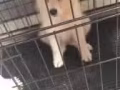 3个月大银狐犬 2000新币，包全部生活用品 价格可议
