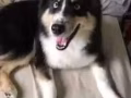 稀有藍眼睛牧羊犬 Rare Blue Eye Shetland Sheepdog