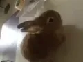可爱的宠物小兔兔