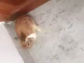 可愛的寵物小兔兔
