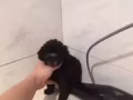 三個月大的小可愛泰迪
