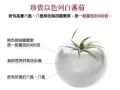 水晶番茄美白丸Crystal tomato新加坡本土品牌每天一粒 让美白不再是梦