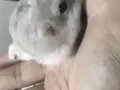 可爱小仓鼠领养