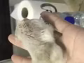 可愛小倉鼠領養