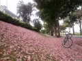 自骑自行车转让