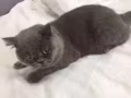 純種英國短貓