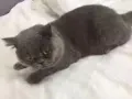 纯种英国短猫