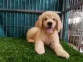 黄金猎犬 宝宝