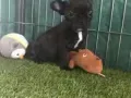 四个月大法国斗牛犬宝宝