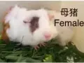 荷兰猪 Guinea Pig 