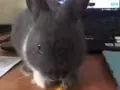 一只四个多月大的侏儒兔出售