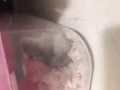 现有一只可爱小仓鼠 出售 