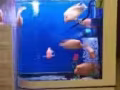出售魚