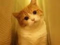 领养猫咪