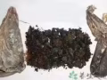 長白山林下參