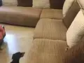 8/9 成新 沙发 出售 