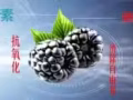权健肽™黑莓片压片----男人的加油站，女人的美容院