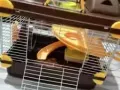 全新仓鼠笼