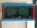 鱼缸，led顶灯，彩色缸边，充氧泵，潜水泵上过滤盒，锦鲤7条，清道夫2条，因回国